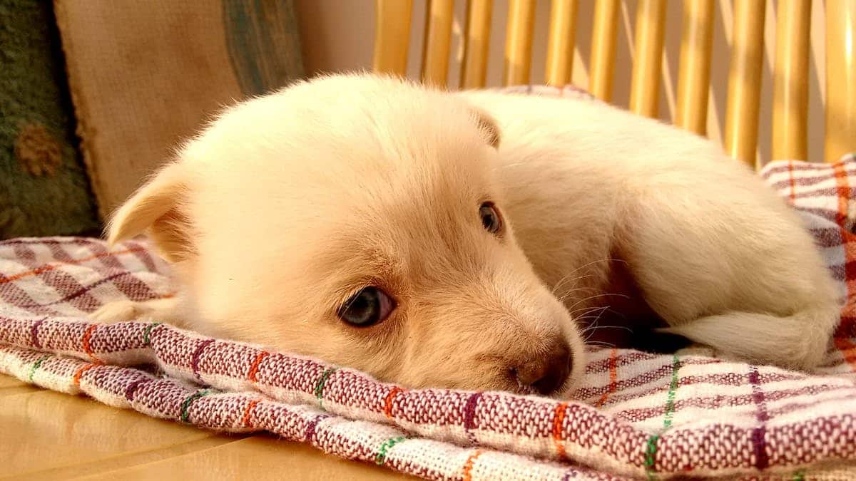 bébé animal
