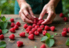 Mains de jardinier préparant des framboises sur une table en bois